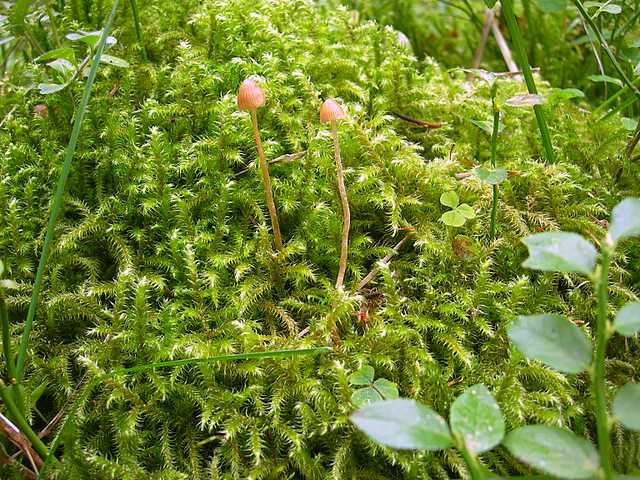 Galerina spec.  Cod. DSCN 5061